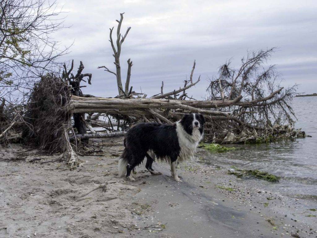 Assateague State Park, a dog-friendly Maryland Assateague State Park, a dog-friendly Maryland