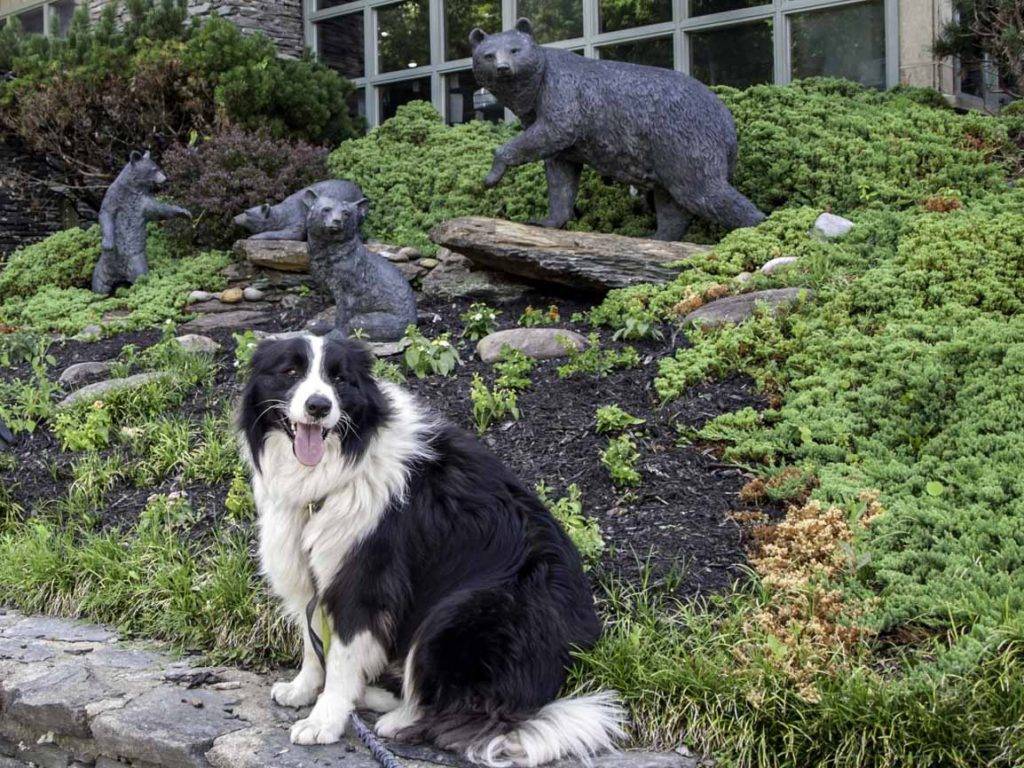 Dog-friendly Gatlinburg Tennessee