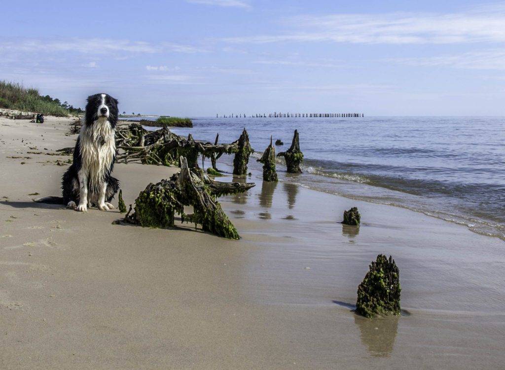 dog-friendly Haven beach, Virginia