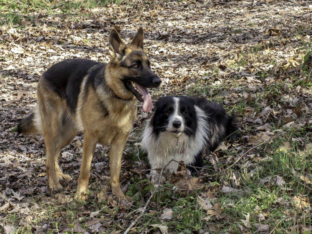 How to train reactive dog to become calm?