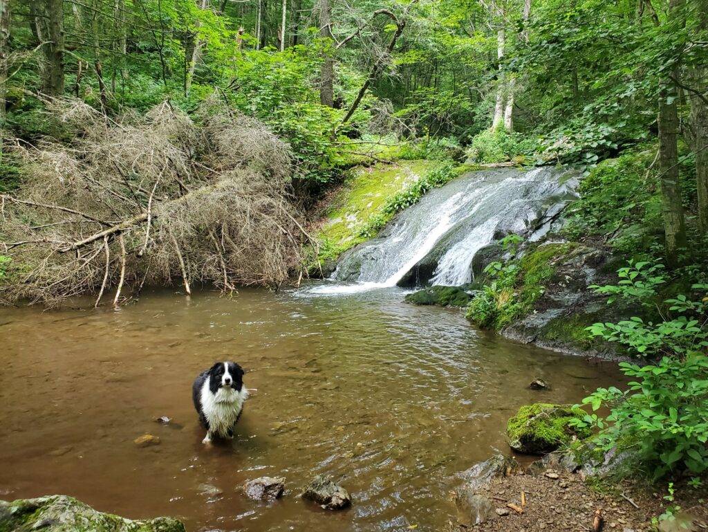 Dog-friendly Shenadoah national park