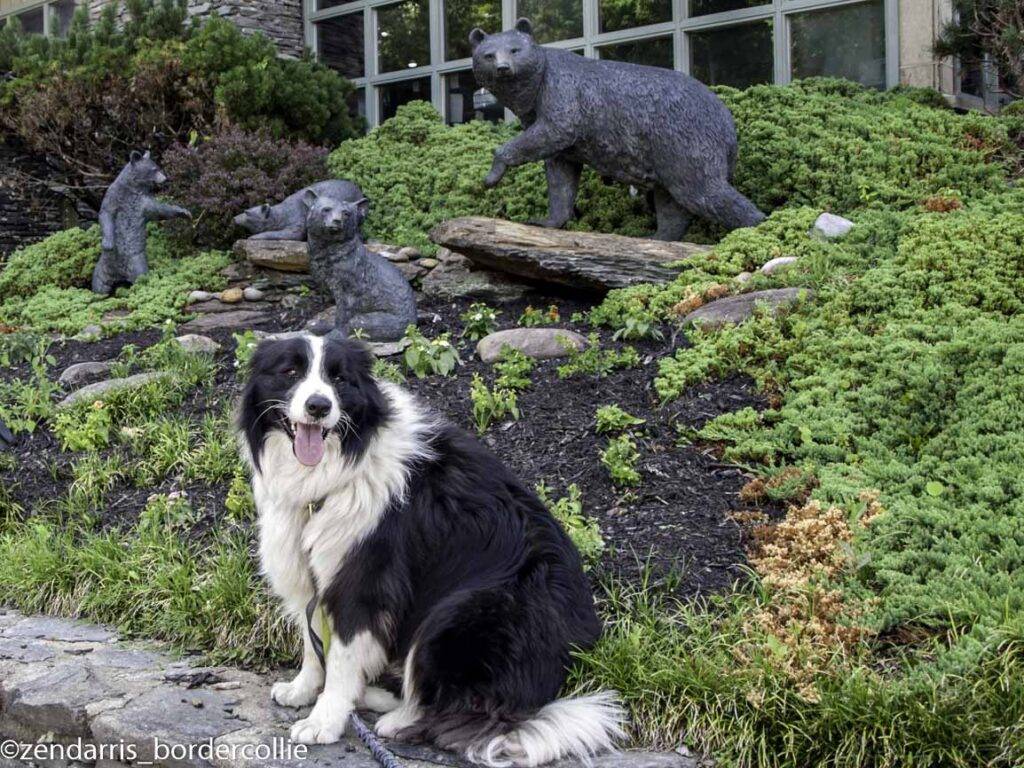 Dog-friendly trail