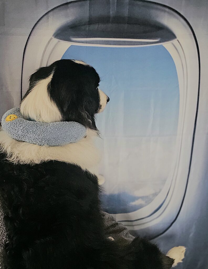 Flying with a Big Dog, airlines that allow large dogs in cabin