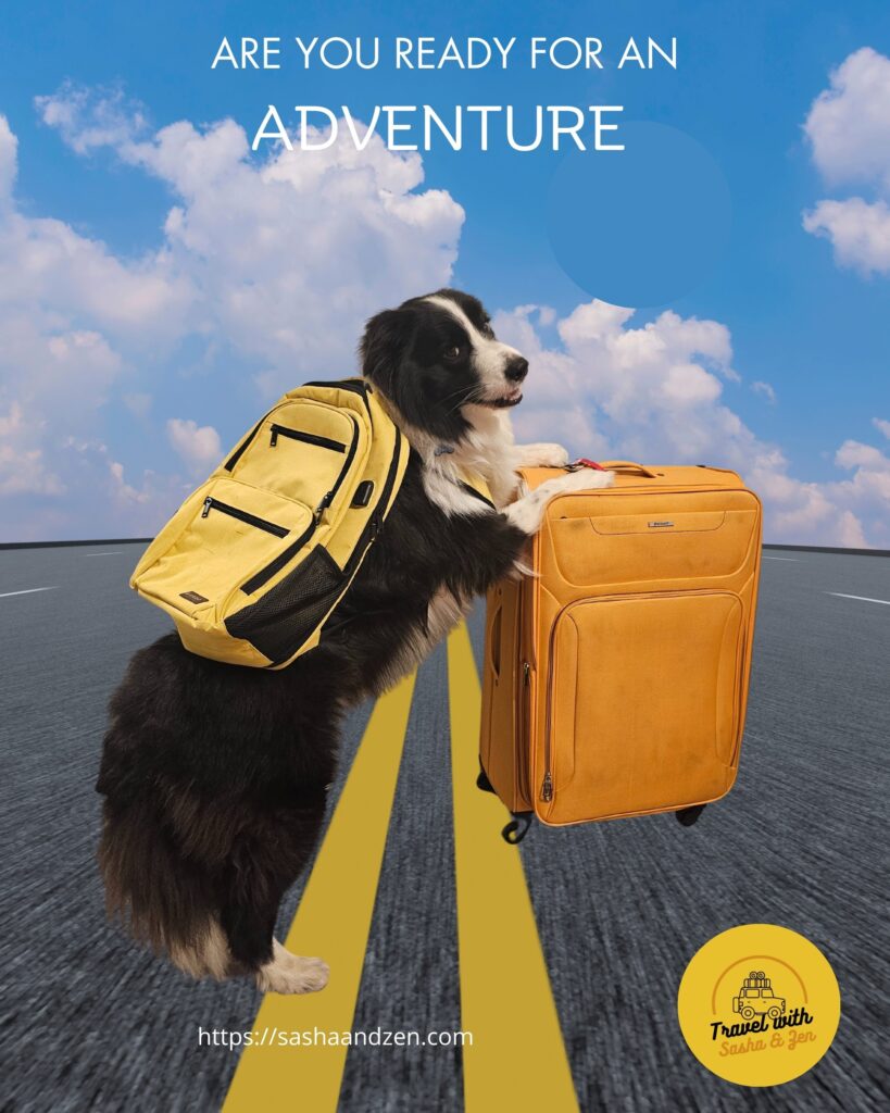 dog travel essentials